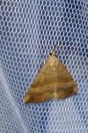 Hypena proboscidalis