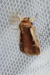 Ochropleura plecta