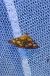 Pyrausta purpuralis