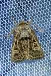 Tholera decimalis