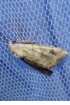 Cosmia trapezina