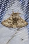 Trichiura crataegi