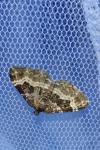 Epirrhoe alternata