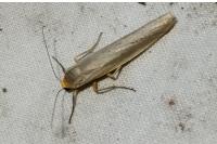Eilema caniola