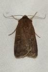 Xestia xanthographa