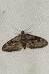 Eupithecia pusillata