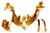 Oligia versicolor