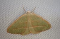 Hylaea fasciaria