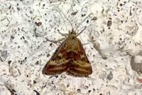 Pyrausta despicata