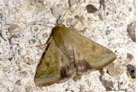 Helicoverpa armigera