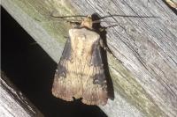 Agrotis puta