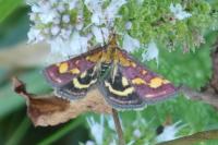 Pyrausta purpuralis