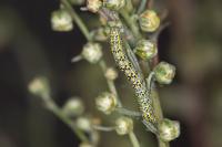 Cucullia tanaceti