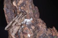Apamea monoglypha monoglypha