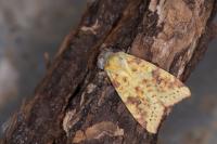 Cirrhia icteritia