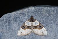 Cosmorhoe ocellata