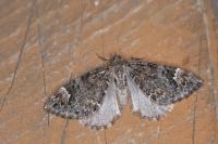 Dysstroma truncata