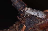 Epilecta linogrisea