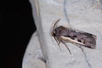 Euxoa hastifera
