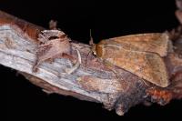 Helicoverpa armigera