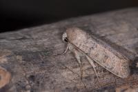 Hoplodrina ambigua