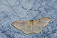 Idaea degeneraria