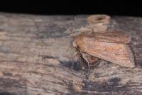 Mythimna albipuncta