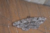 Peribatodes rhomboidaria rhomboidaria
