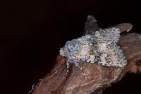 Polymixis xanthomista