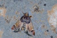 Pyralis farinalis