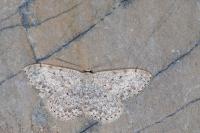 Scopula marginepunctata