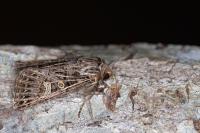 Tholera decimalis