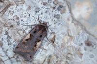 Xestia c-nigrum