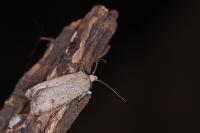 Agrotis trux
