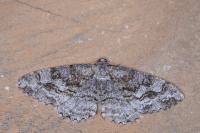 Alcis repandata
