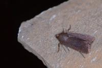 Amphipyra tetra