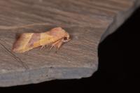 Atethmia centrago