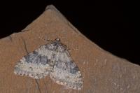 Entephria cyanata cyanata