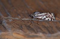 Emmelia trabealis