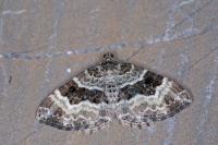 Epirrhoe alternata