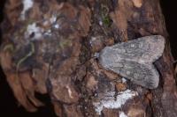 Euxoa decora simulatrix