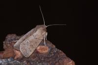 Hoplodrina ambigua