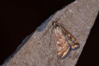Loxostege sticticalis