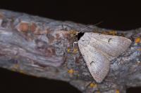 Lygephila craccae