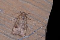Noctua interposita
