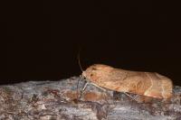 Noctua fimbriata