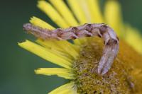 Eupithecia virgaureata