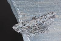 Peribatodes perversaria