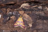 Pyrausta sanguinalis