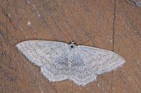 Scopula incanata